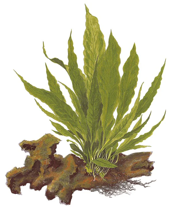 Microsorum pteropus grown on Mangrove Wood - Image 5