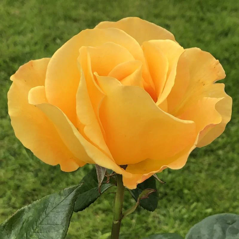 My Lovely Mum Hybrid Tea Rose 3.5 Litre