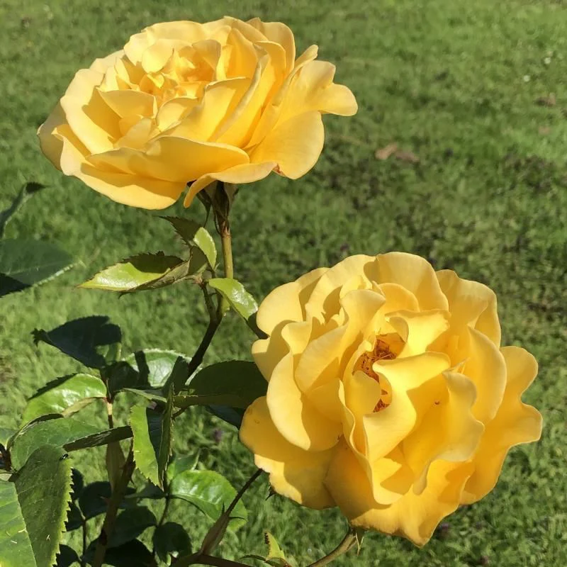 My Lovely Mum Hybrid Tea Rose 3.5 Litre - Image 2