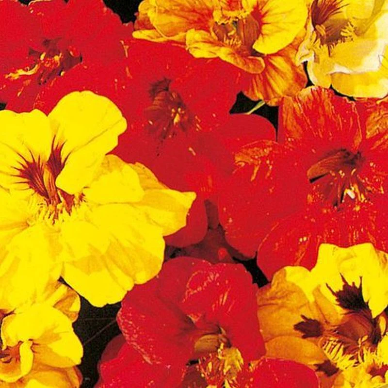 Nasturtium Double Gleam Mix