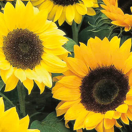 Natures Haven - Sunflower Oranges & Lemons - Image 2