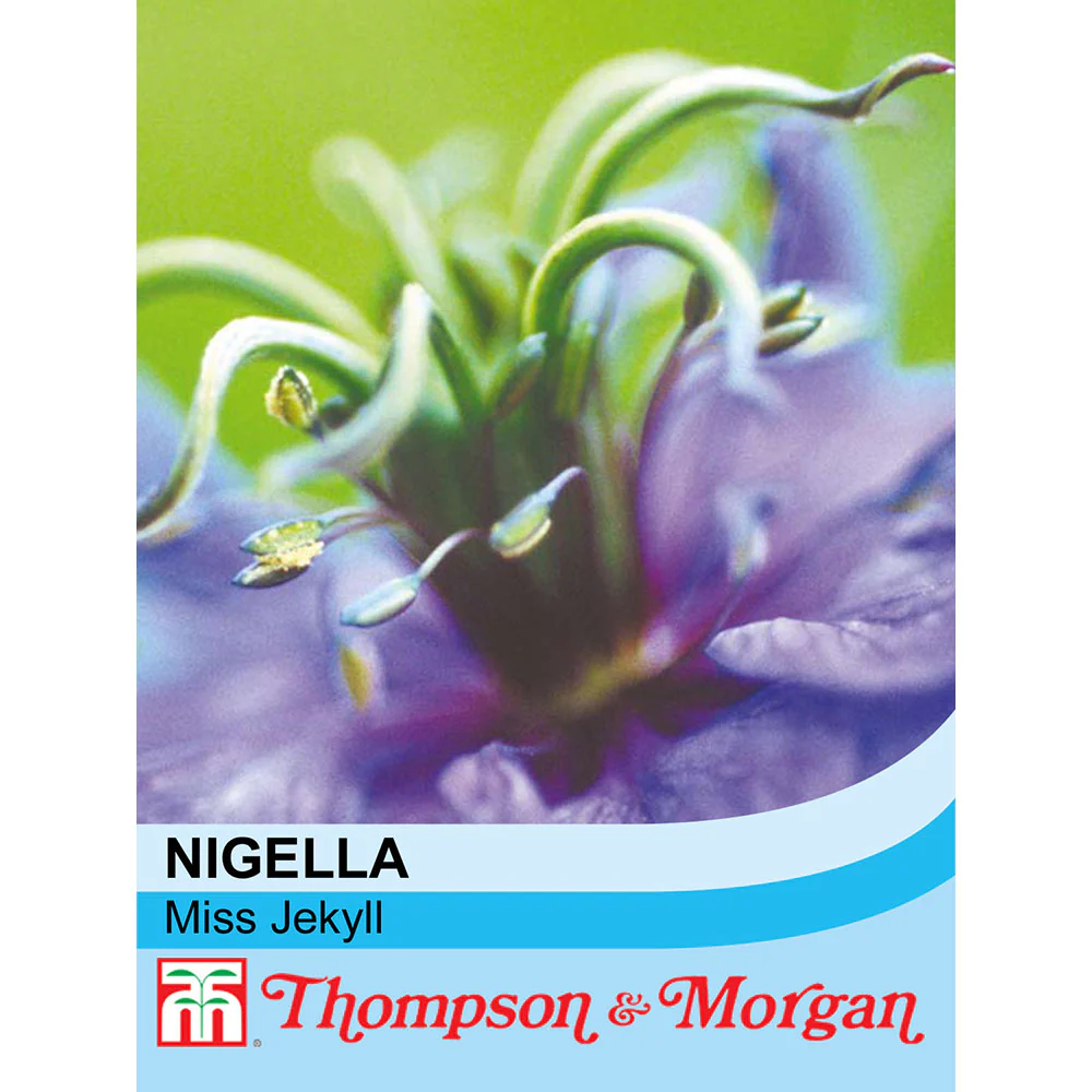 Nigella 'Miss Jekyll'