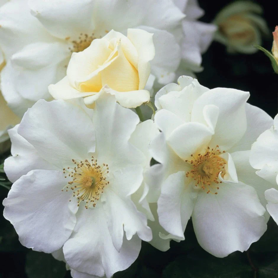 Noaschnee Ground Cover Rose 3 Litre