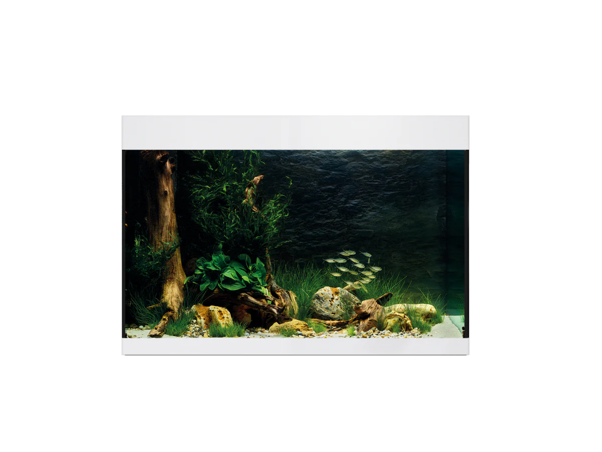 Oase Styleline 175 Aquarium White - Image 4