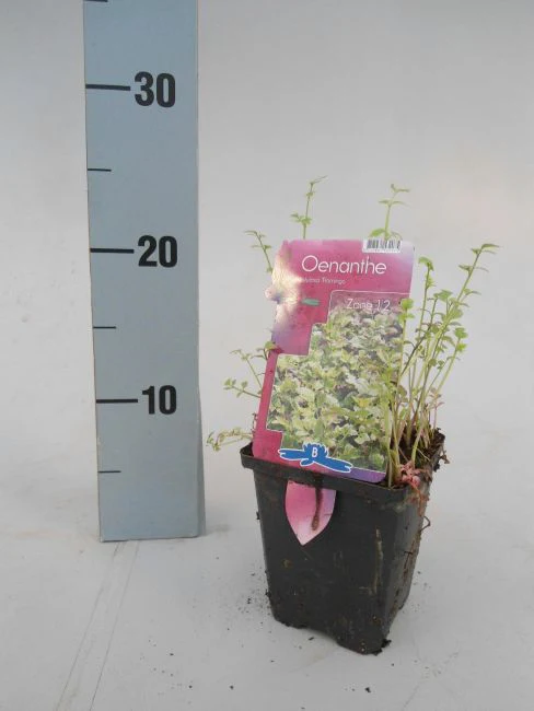 Oenanthe fistulosa 'Flamingo' / P9 - Image 4