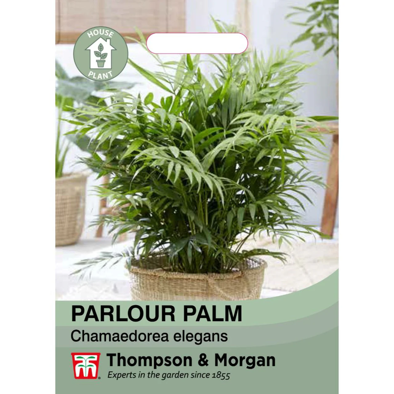 Parlour Palm Seeds