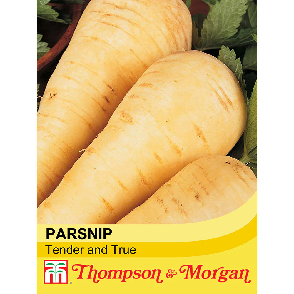 Parsnip 'Tender and True'