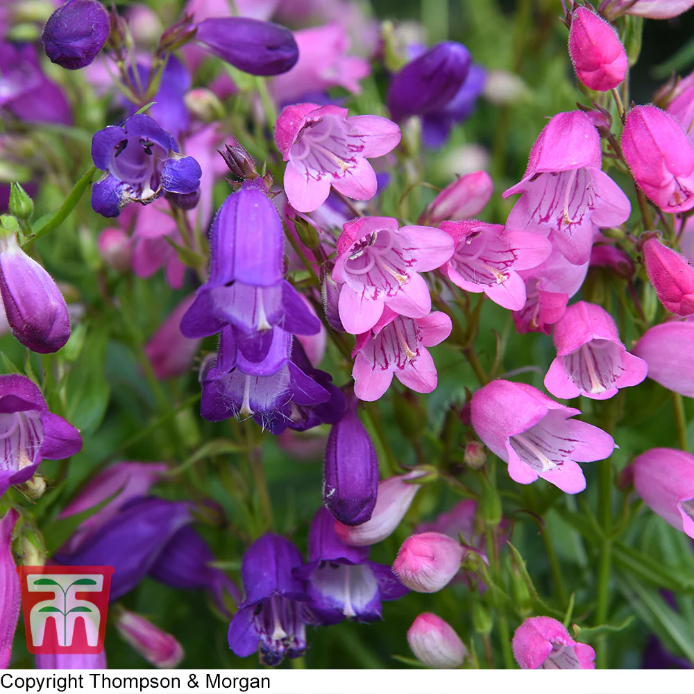 Penstemon 'Miniature Bells' - Image 2