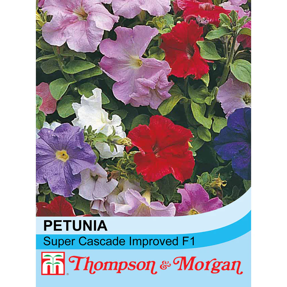 Petunia 'Super Cascade'