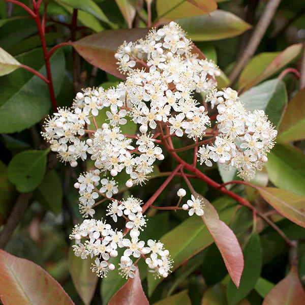 Photinia fraseri Red Robin (5 Litre | 90-100cm) - Image 3