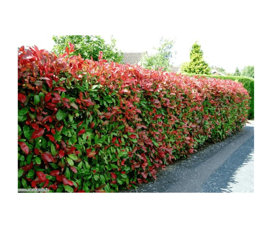 Photinia fraseri Red Robin (7.5 Litre | 80-100cm) - Image 4