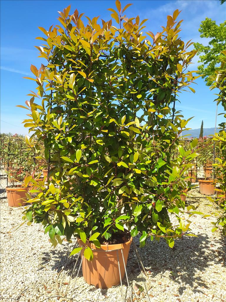 Photinia Serr. Red Robin Espallier Frame 140 x 100cm 45 Litre