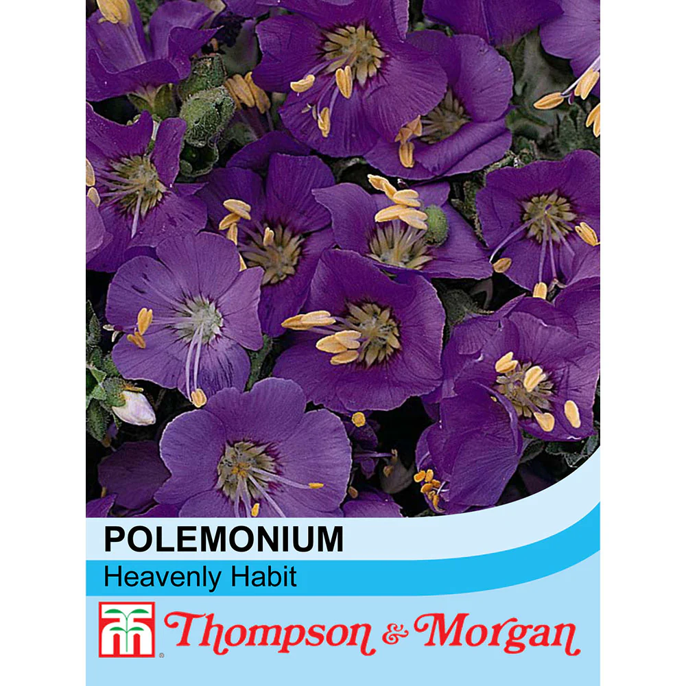 Polemonium Boreale 'Heavenly Habit'