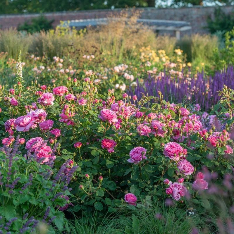 Priness Alexandra of Kent David Austin Fragrant Rose 6 Litre - Image 5