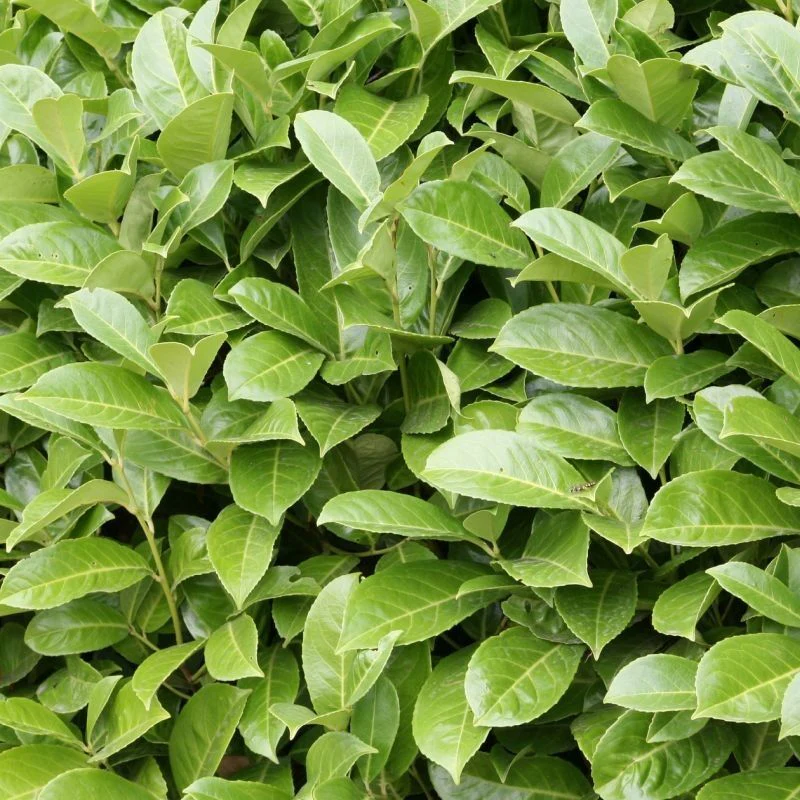 Prunus laurocerasus Rotundifolia | Cherry Laurel 80-100cm 10 Litre - Image 2