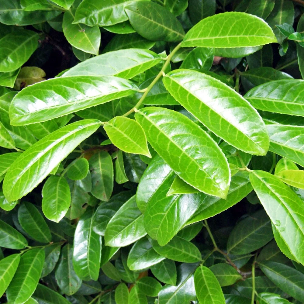Prunus laurocerasus 'Rotundifolia' | Cherry Laurel 60-80 3 Litre