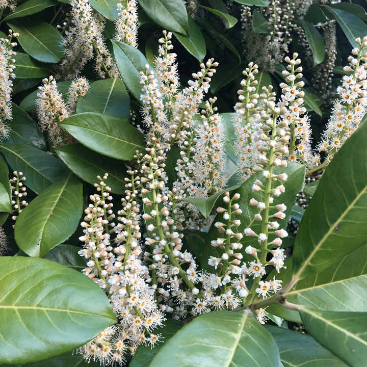 Prunus laurocerasus 'Rotundifolia' | Cherry Laurel 60-80 3 Litre - Image 3