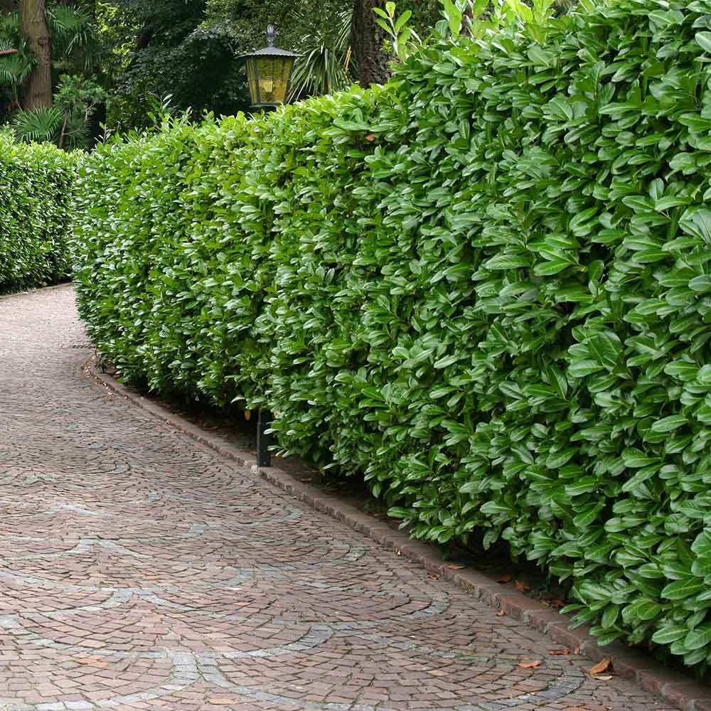Prunus laurocerasus 'Rotundifolia' | Cherry Laurel 60-80 3 Litre - Image 4