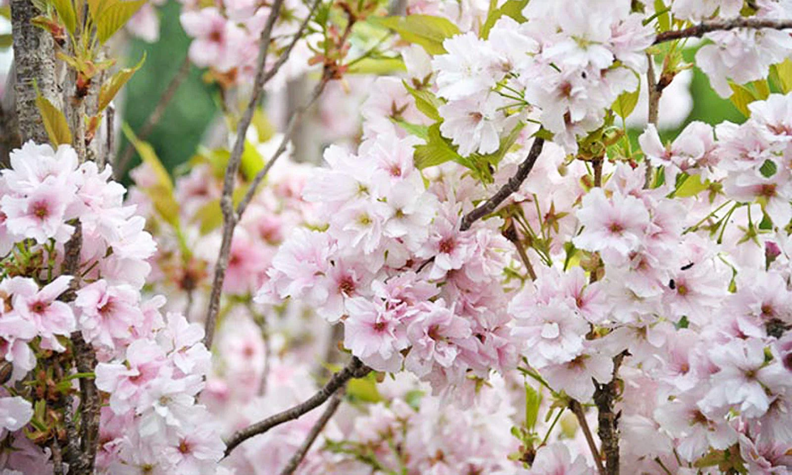 Prunus serrulata Amanogawa Japanese Flowering Cherry Tree (10 Litre)