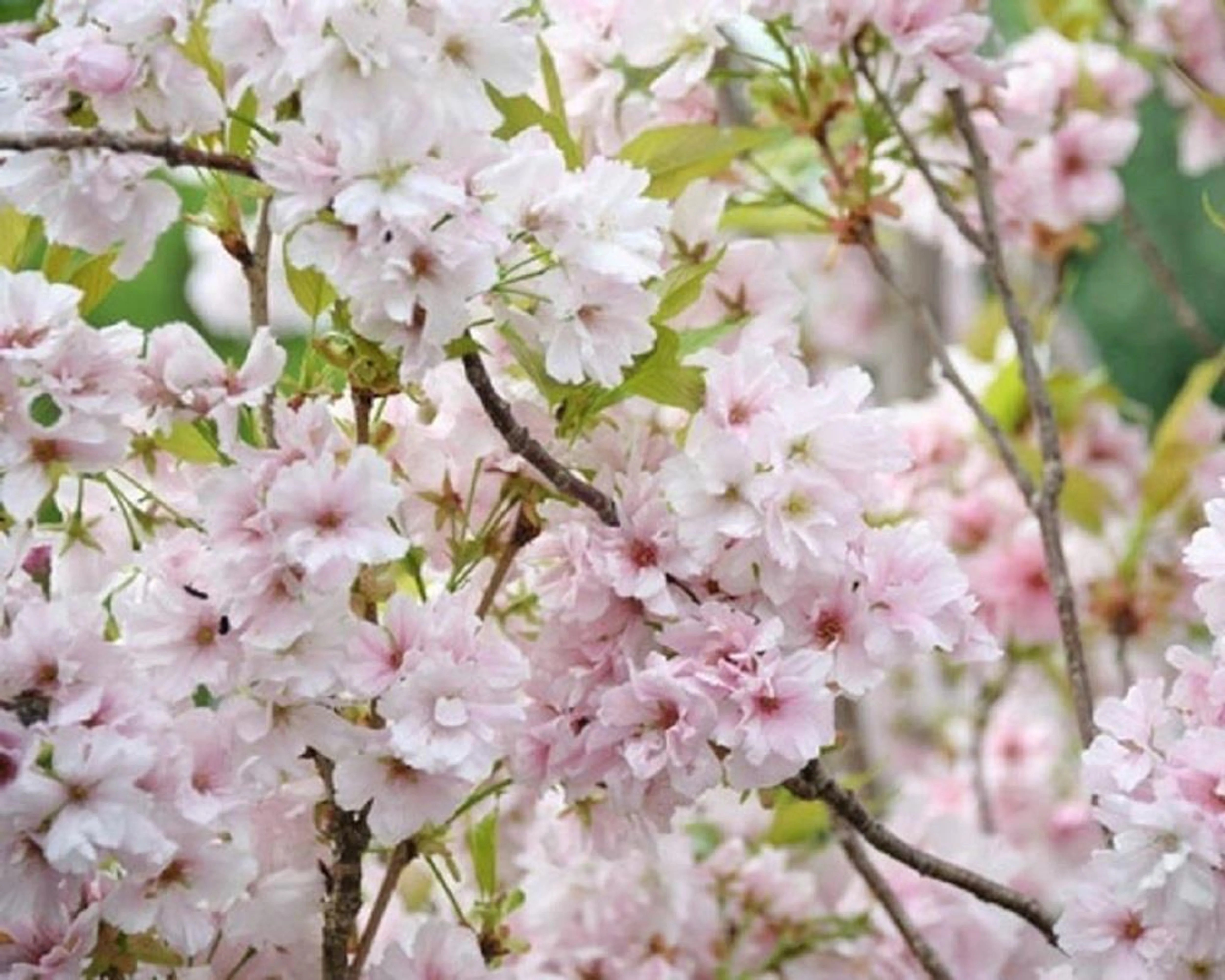 Prunus serrulata Amanogawa Japanese Flowering Cherry Tree (10 Litre) - Image 2