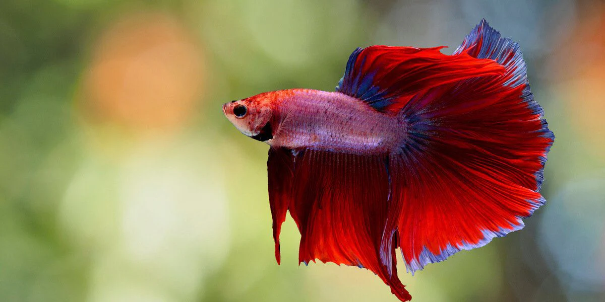 Red Male Siamese Fighters XL - Image 2