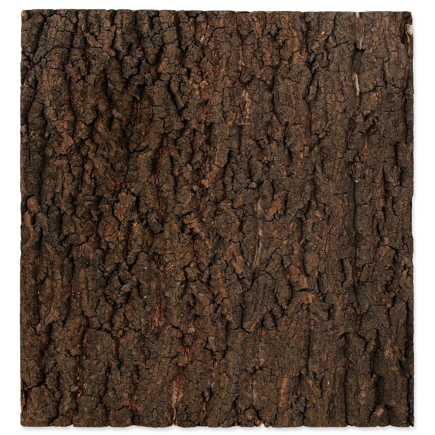 Repti Planet Coco Background Fits 50x50cm Vivarium