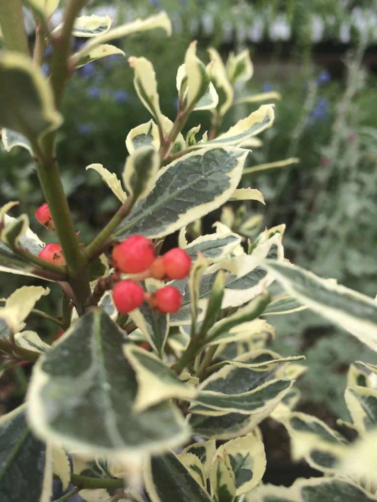 Rhamnus alaternus 'Argenteovariegata' 3L - Image 2