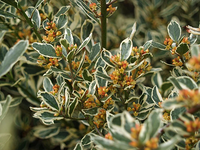 Rhamnus alaternus 'Argenteovariegata' 3L - Image 3