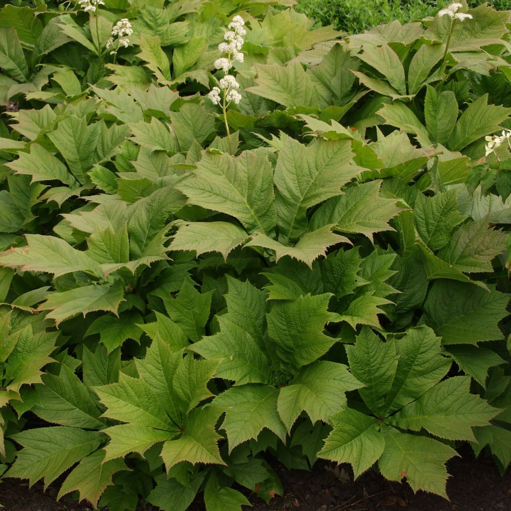 Rodgersia Braunlaub 3 Litre - Image 2