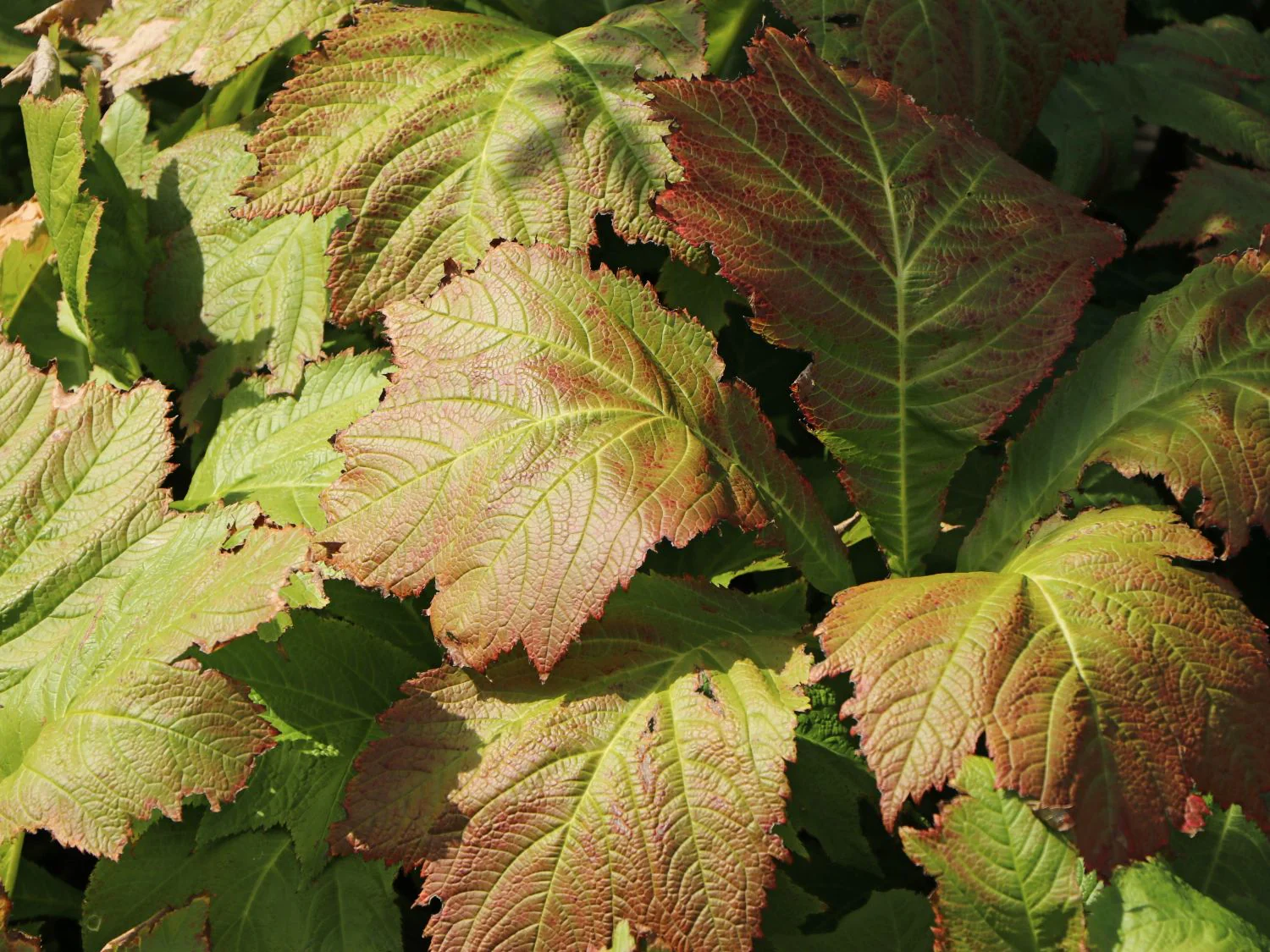 Rodgersia Braunlaub 3 Litre - Image 4