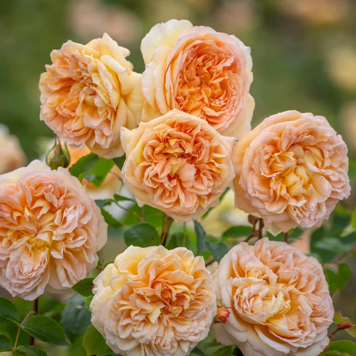 Bathsheba David Austin Fragrant Rose 6 Litre - Image 3