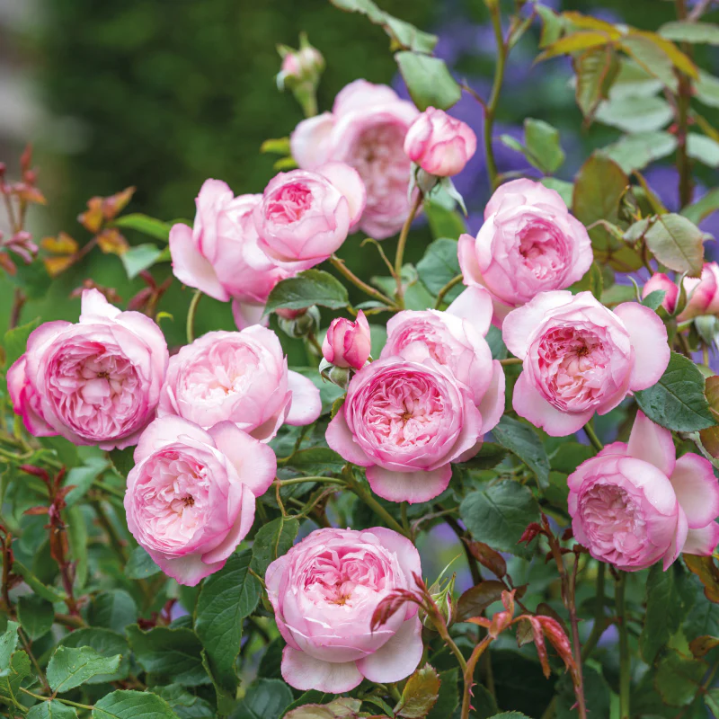 The Mill on the Floss David Austin Fragrant Rose (6 Litre) - Image 2