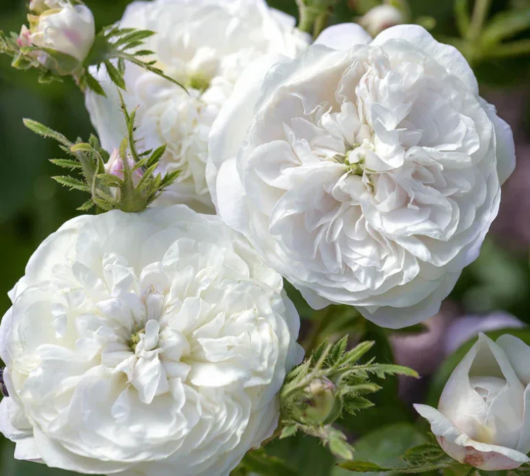 Madame Hardy Shrub Rose 4.5 Litre