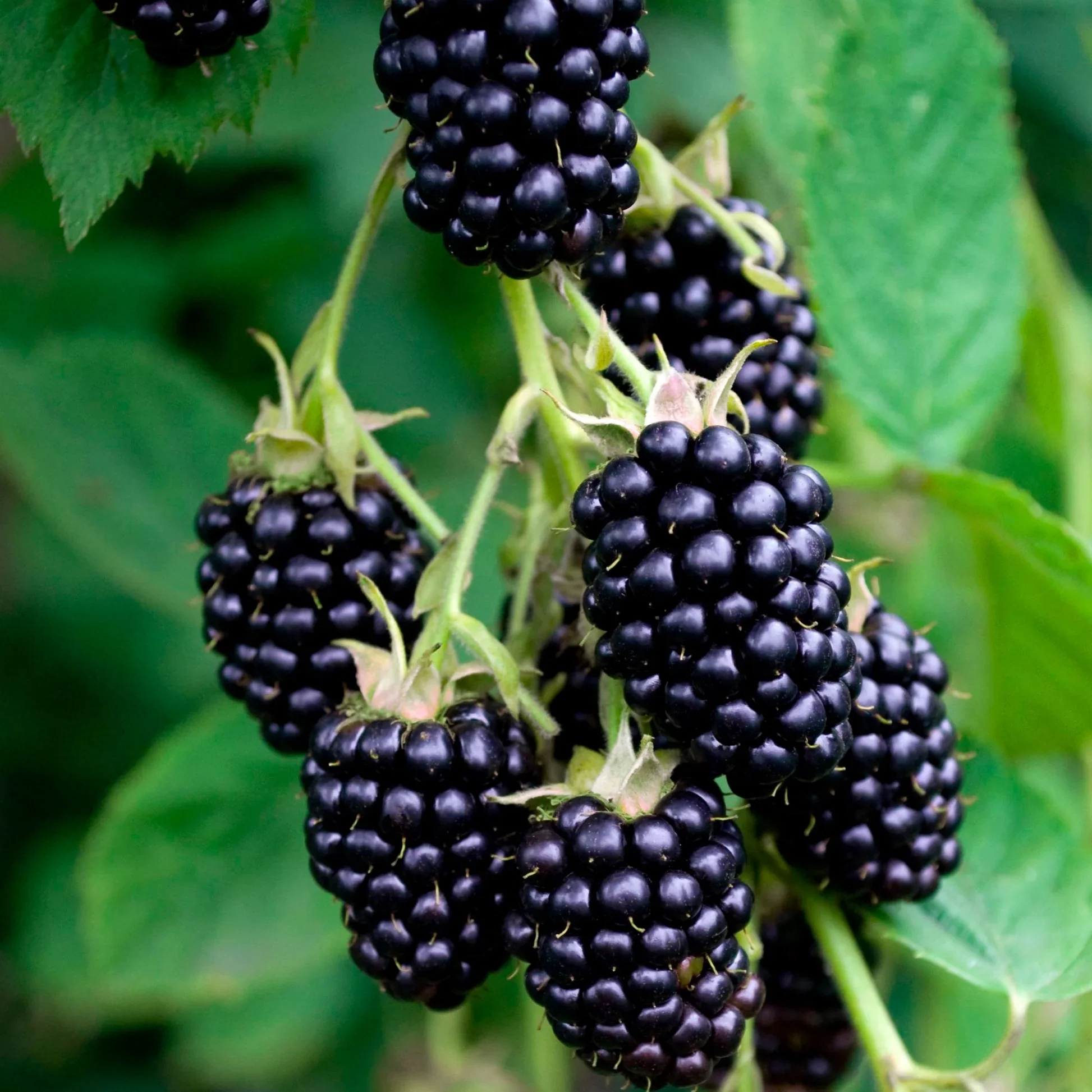 Blackberry Black Satin | Rubus 'Black Satin' - Thornless