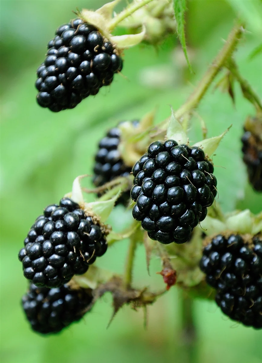 Blackberry Black Satin | Rubus 'Black Satin' - Thornless - Image 3