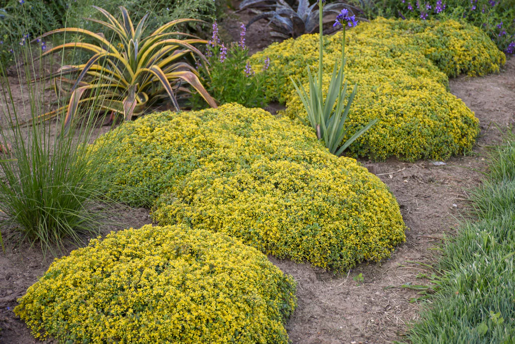 Sedum Mixed (9cm) - Image 2