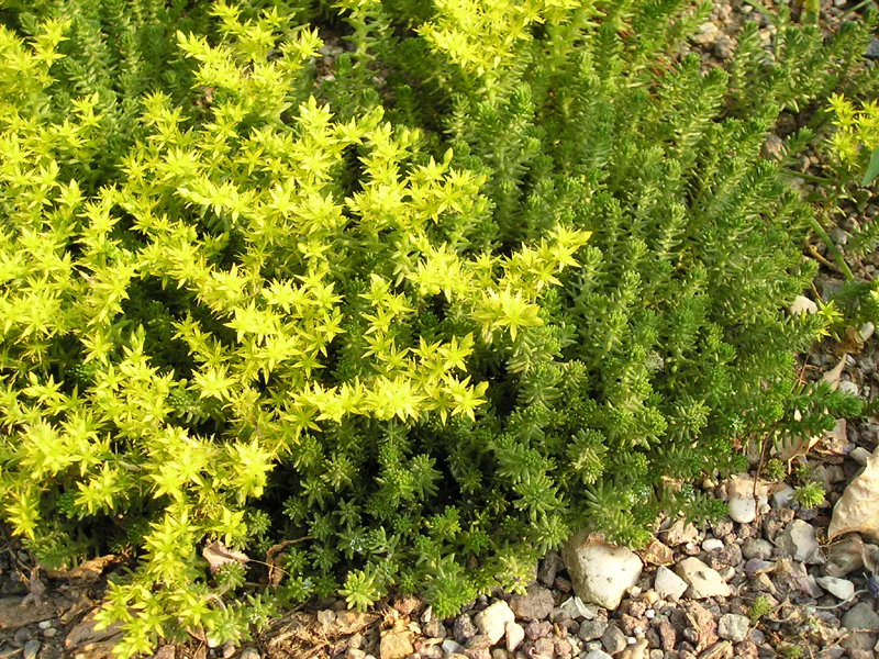Sedum Sexangulare Alpine in 9cm Pot