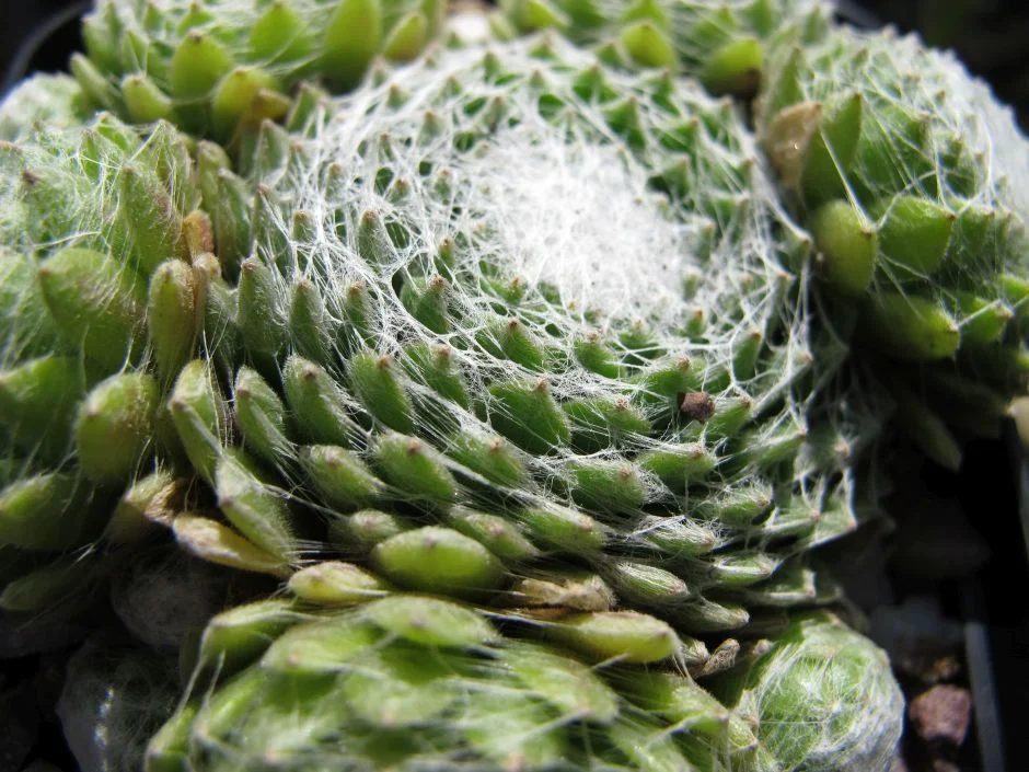 Sempervivum Rubrum 10cm