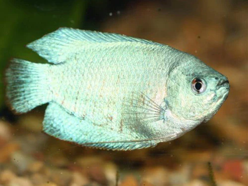 Sky Blue Male Dwarf Gourami - Image 2