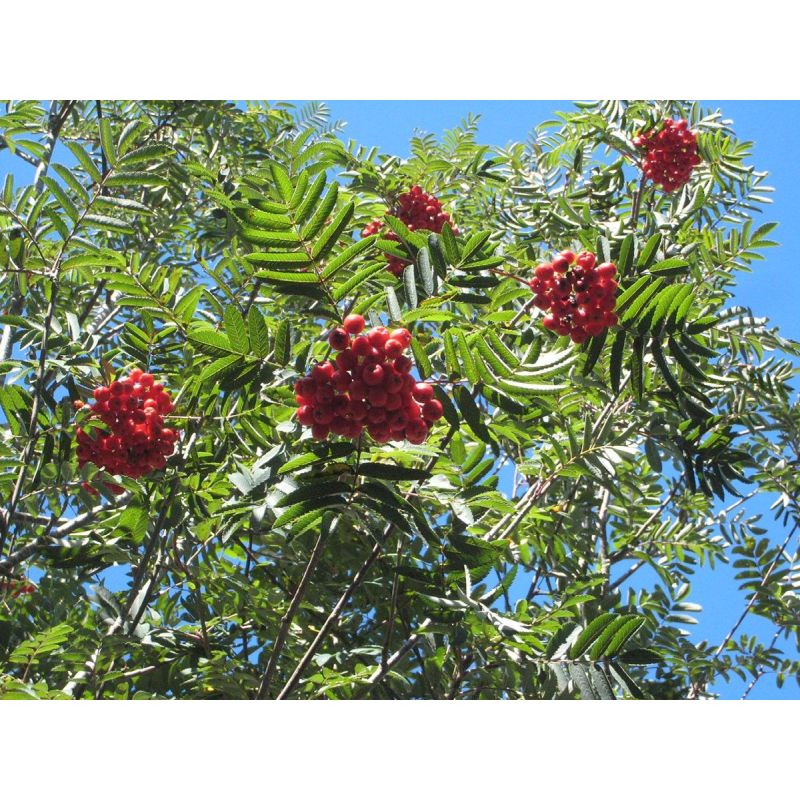 Sorbus aucuparia Cardinal Royal