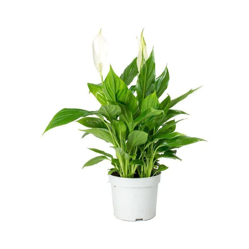 Spathiphyllum Sweet Bellini 13cm
