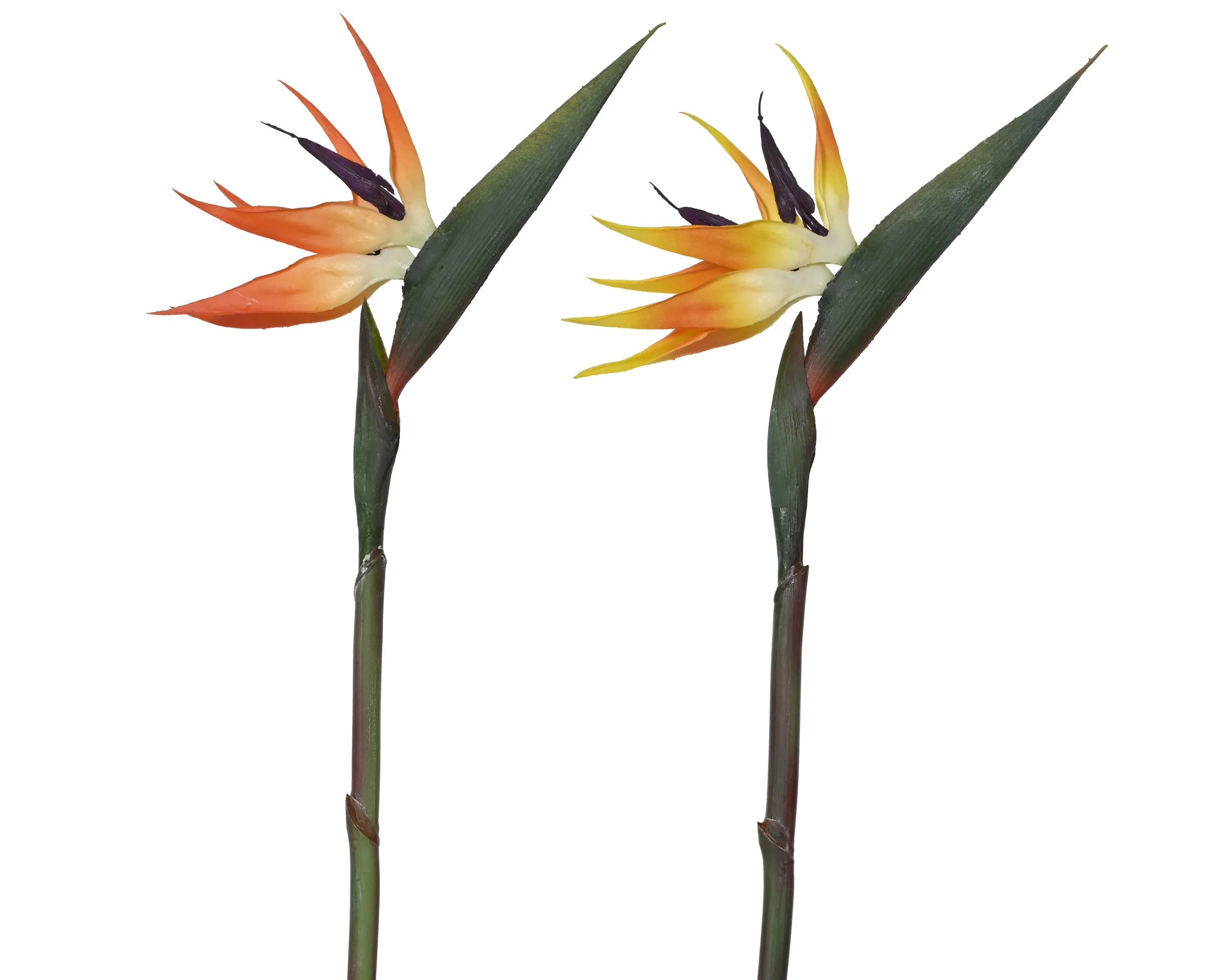 Spray strelitzia - sold separately - Image 2