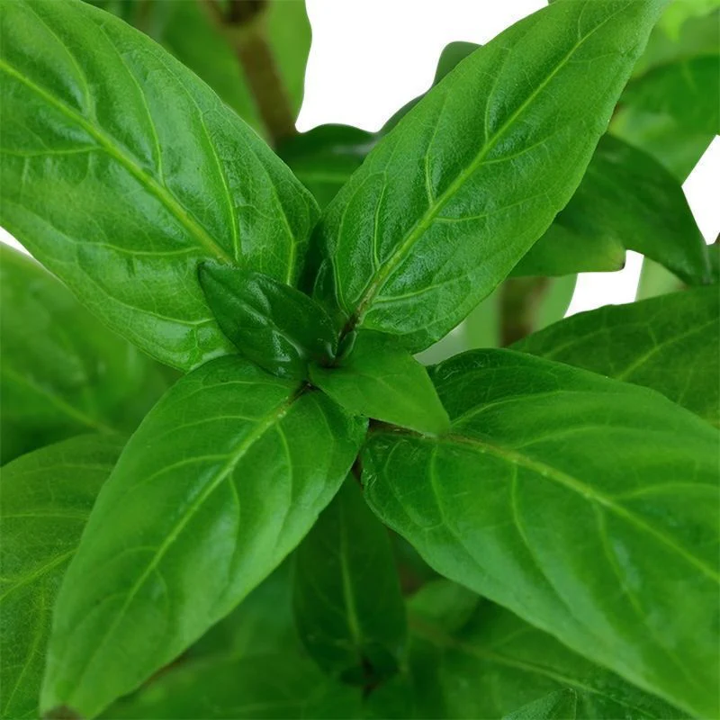Staurogyne Repens Potted - Image 2