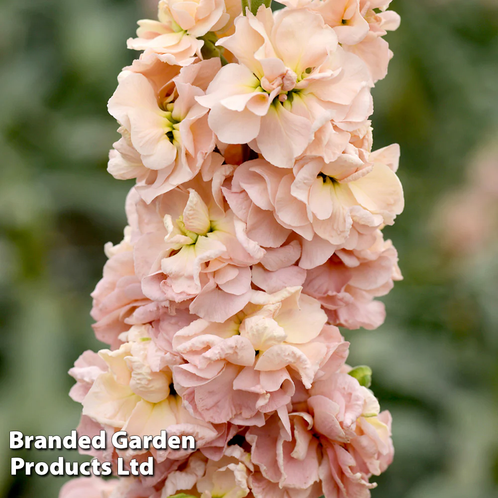 Column Stock 'Apricot'