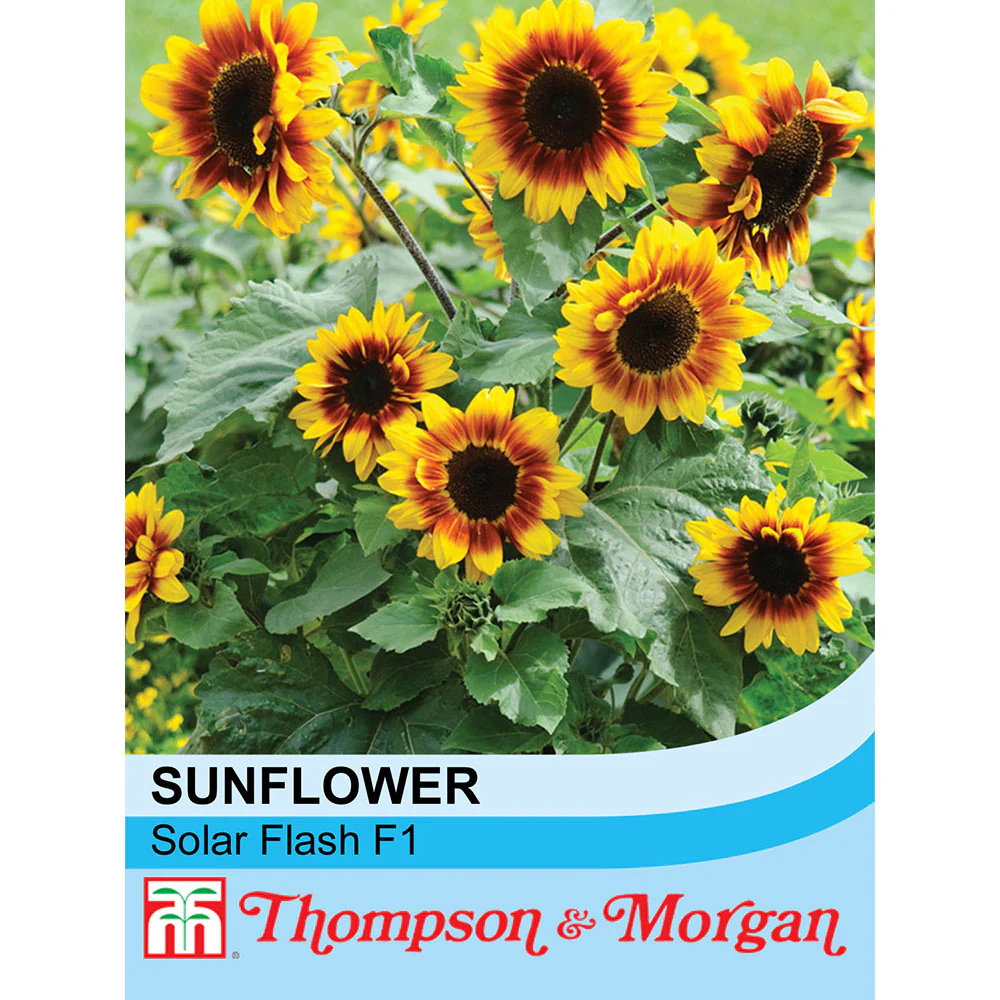 Sunflower 'Solar Flash' F1 Hybrid