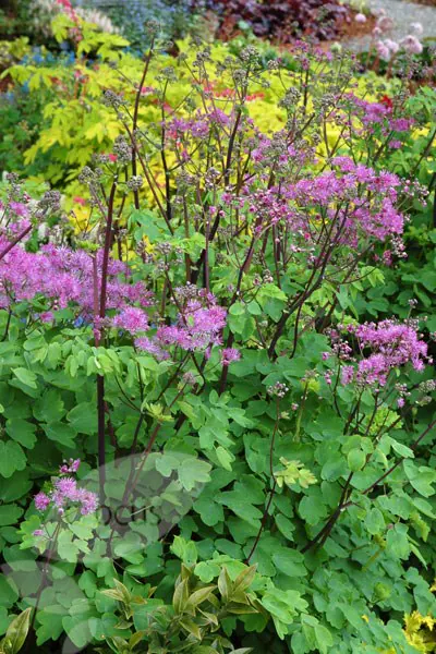 Thalictrum 'Black Stocking' | Meadow Rue  2 Litre - Image 5