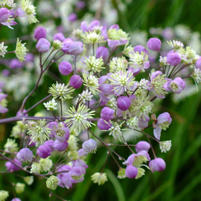 Thalictrum 'Elin' - Image 5