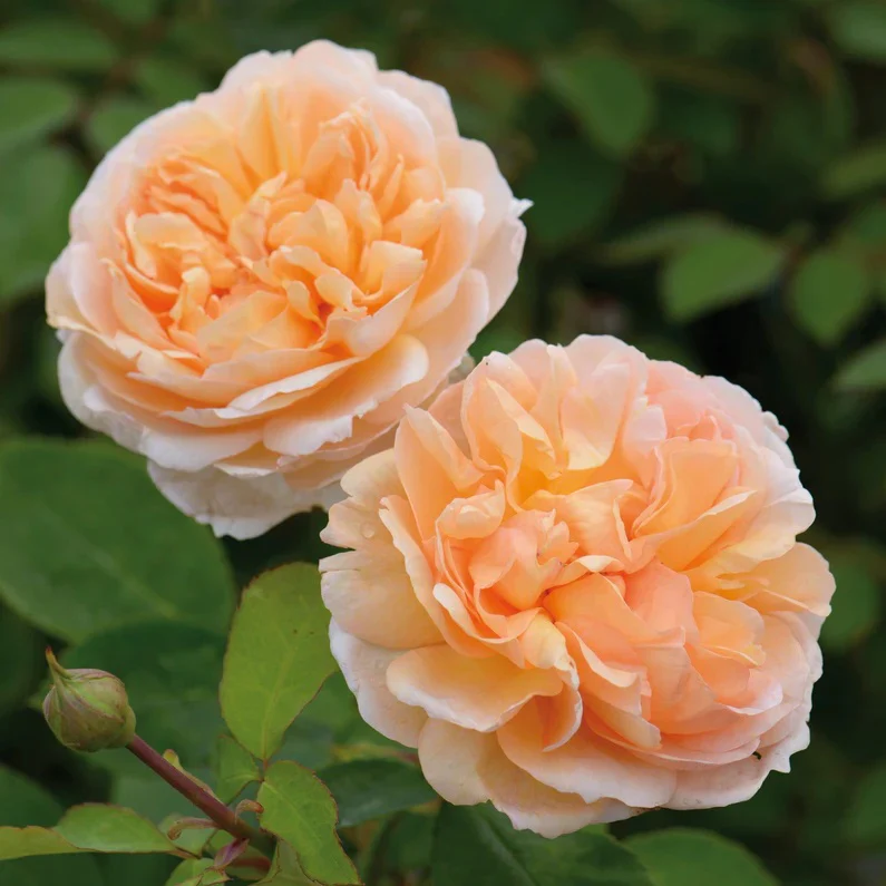 The Lady Gardener David Austin Fragrant Rose 6 Litre