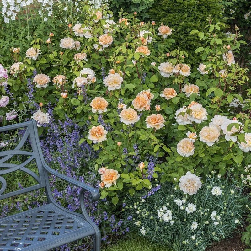 The Lady Gardener David Austin Fragrant Rose 6 Litre - Image 2