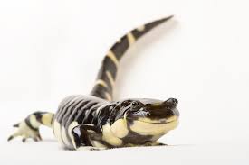 Tiger Salamander